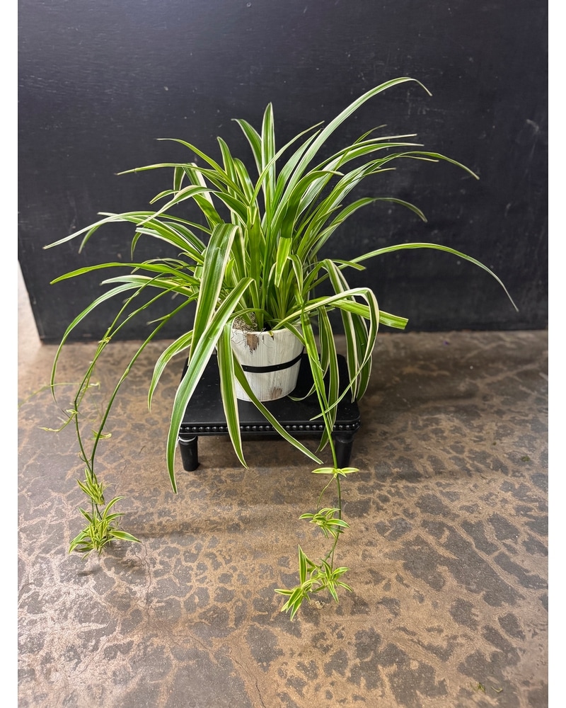 Plants Delivery Quartz Hill CA - The Farmer's Wife Florist