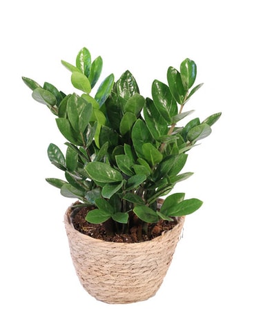 ZZ Plant Flower Arrangement