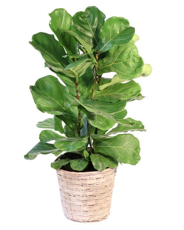 Fiddle Leaf Fig Plant Plant