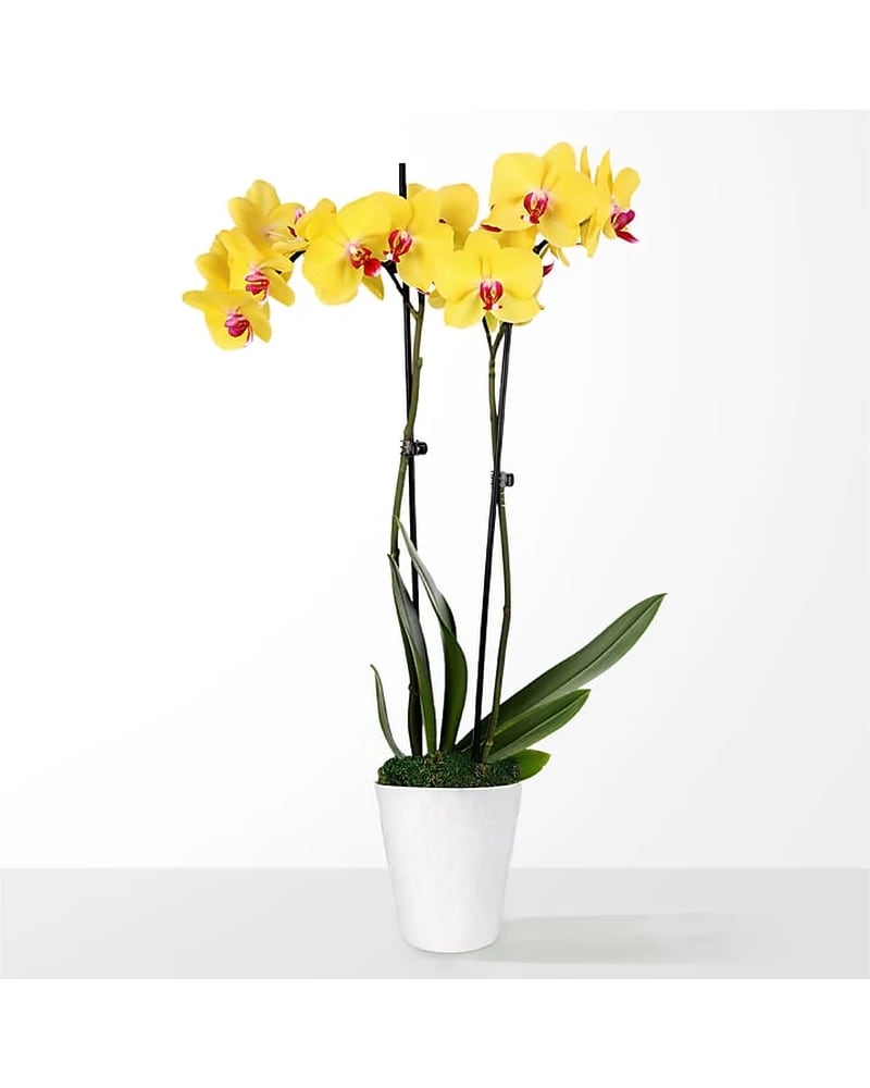 Modern Flowers Delivery Pleasantville NY - The Flower Basket
