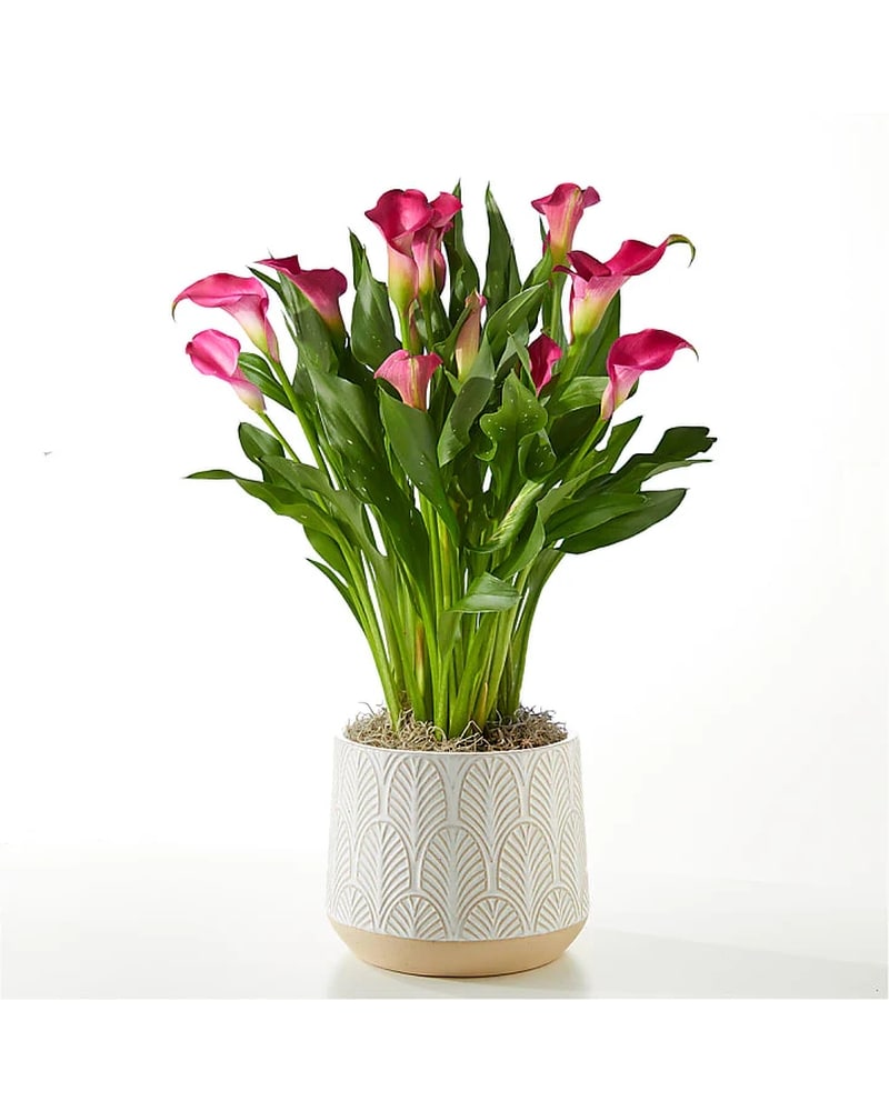 Franz The bloom in elegance Timeless desing lily calla double XP1887 FRANZ 花瓶・フラワースタンド Collection Vase Lily Calla 花瓶・フラワースタンド