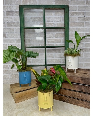 Heady Mixed Planters Plant