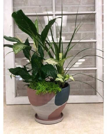 Large Modern Mixed Planter Plant