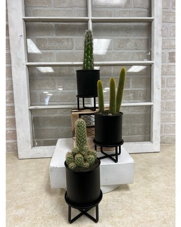 Prickly Planter Plant