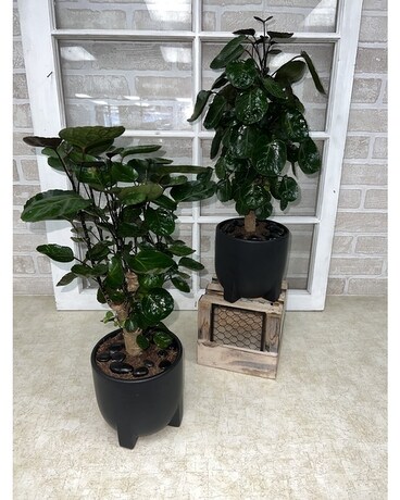 Fabian Stump Tree Plant
