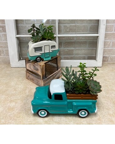 Succulents on Wheels Plant