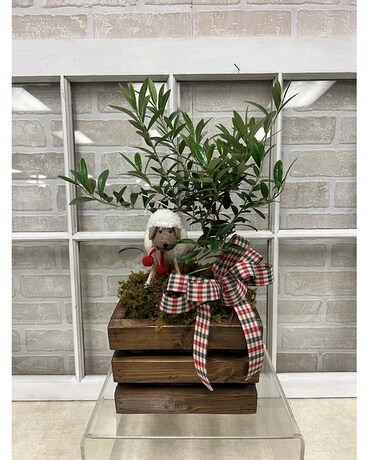 Sweet Lamb Olive Tree Plant