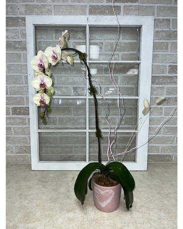 Yellow Orchid size,  inches height and  inches wide.