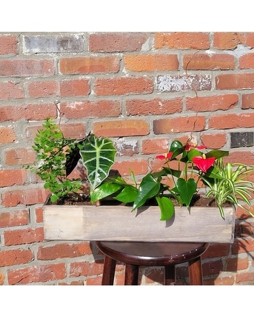 Tropics in a Box Plant