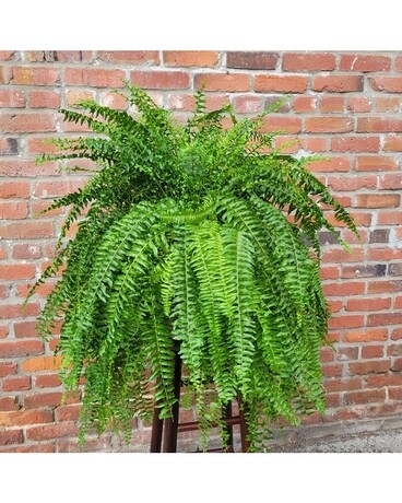 Fern Fanatic Plant