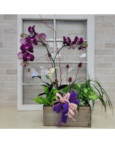 Pretty in Purple Orchid Planter Flower Arrangement