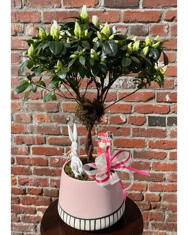 Azalea In The Spring Plant