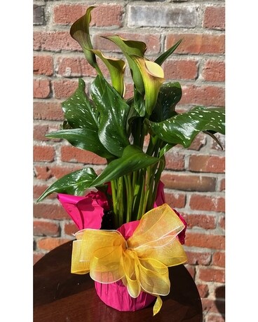 Calla Lily in Spring Plant