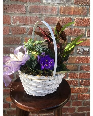 Petite European Basket Plant