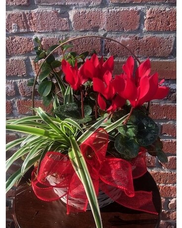 Lovely European Basket Plant