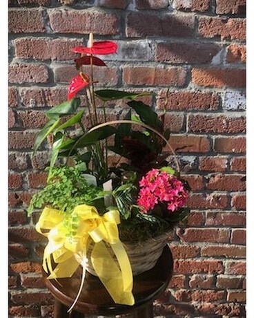 Grand European Basket Plant