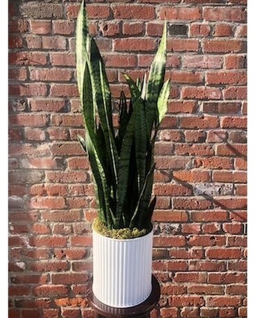 Towering Snake Plant Plant