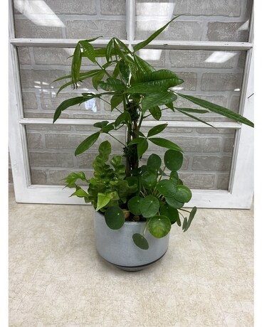 Dancing Greens Plant