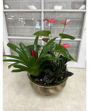 Tropical Abudance Plant