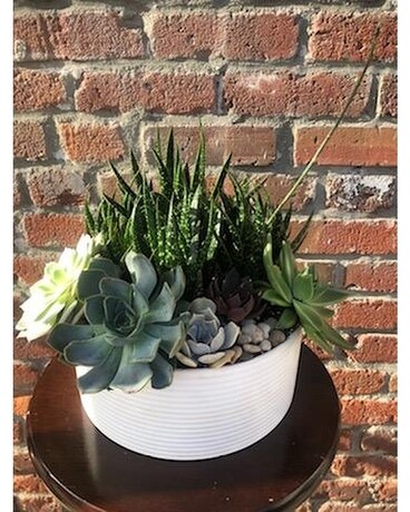 Large Lovely Succulent Planter Plant
