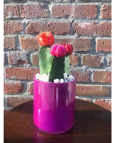 Funky Cacti Pink Planter Plant