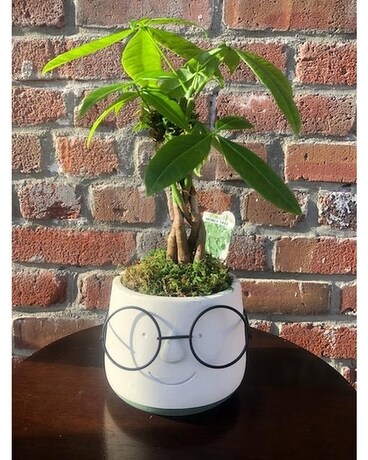 Sophisticated Money Tree Plant