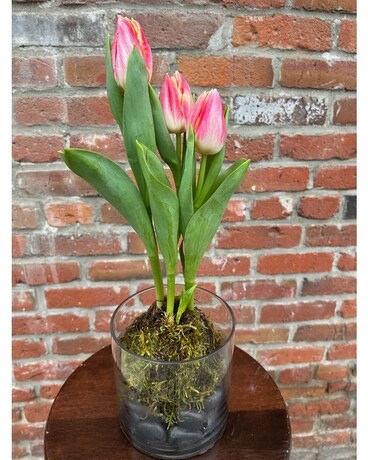 Tulip Trio Plant
