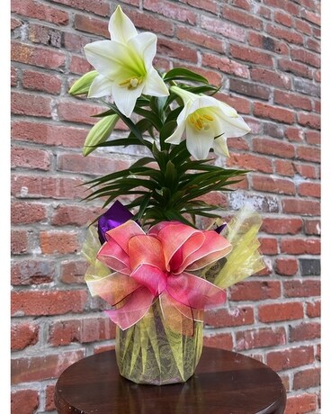Easter Lily Plant