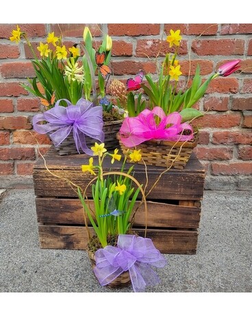 Spring Bulb Baskets Plant
