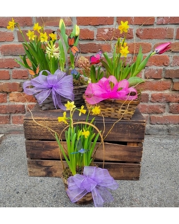 Spring Bulb Baskets Plant