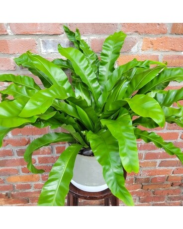Japanese Nested Fern Jar Candle
