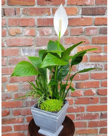 Peaceful Tranquility Plant