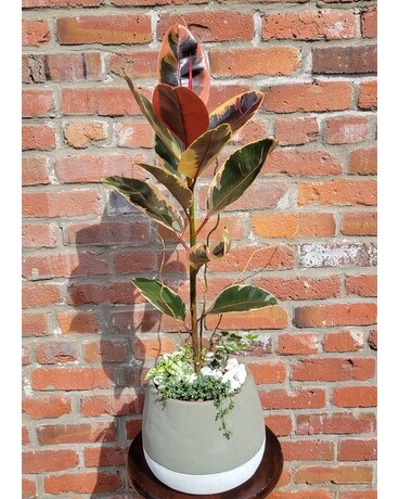 Tineke Paradise Plant