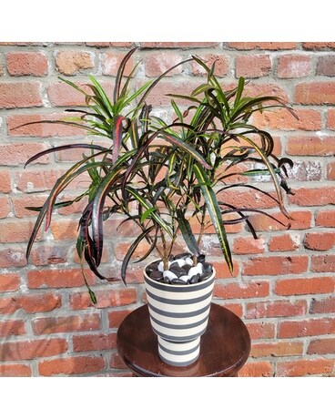 Picasso's Paintbrush Plant