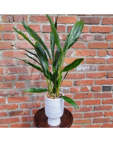 Starry Night Planter Plant
