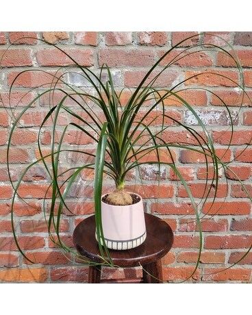 Pink Ponytail Plant