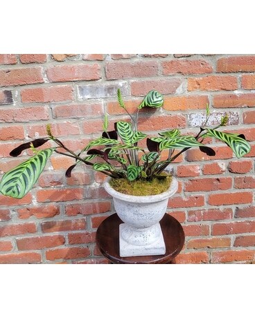 Eloquent Calathea Planter Plant