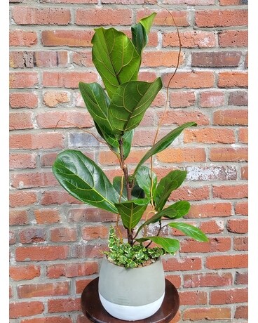Fantastic Fig Mix Plant