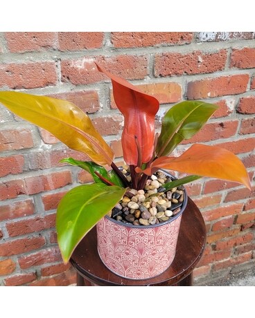 Prince of Orange Plant