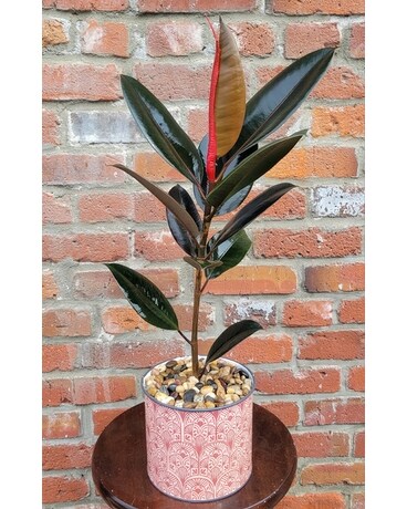 Bashful Burgundy Planter Plant