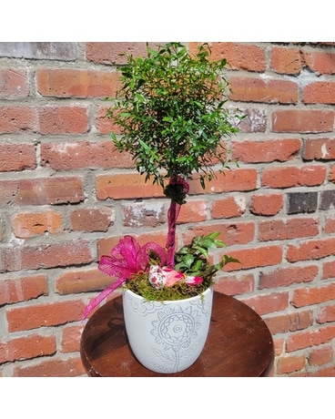 Nestled Mini Myrtle Plant