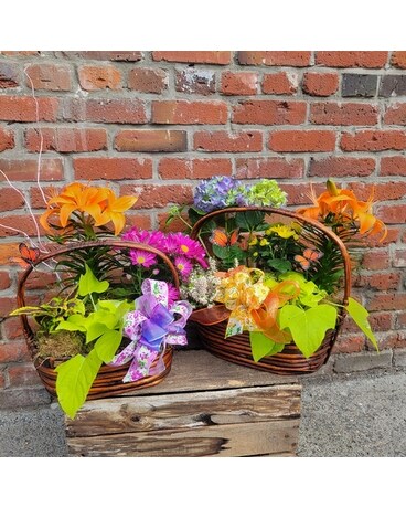 Bountiful Butterfly Basket Plant