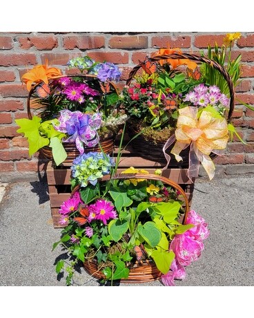 Big Beautiful Baskets Plant