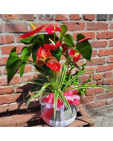 Modern Marvel Planter Plant