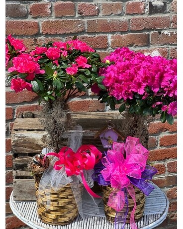 AZALEA TREES! (Various Assort. Colors) Plant