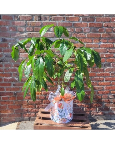 Come sit under my umbrella plant Plant