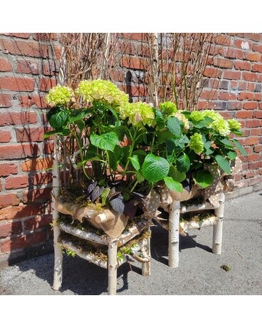 Birchwood Hydrangea Planter Chairs Plant