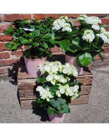 Pretty White Flower Trio Plant