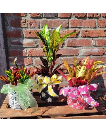 Croton Madness Flower Arrangement