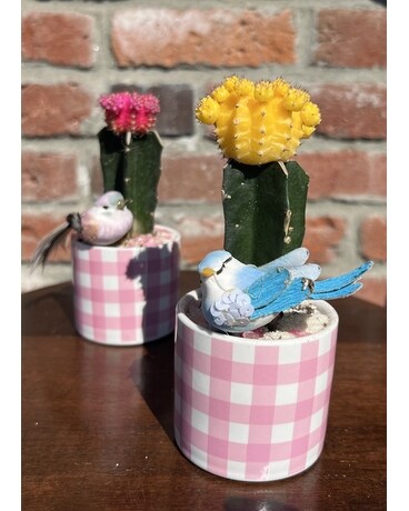 Cactus and Bird Plant